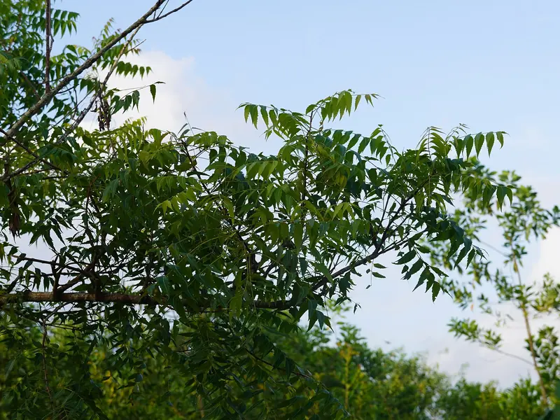 Fresh neem leaves